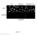 Fig. 129 - Methods To Identify Compounds Useful For The Treatment Of Proliferative And Differentiative Disorders