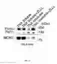 Fig. 131 - Methods To Identify Compounds Useful For The Treatment Of Proliferative And Differentiative Disorders