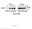 Fig. 132 - Methods To Identify Compounds Useful For The Treatment Of Proliferative And Differentiative Disorders