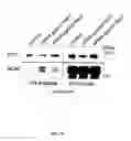 Fig. 133 - Methods To Identify Compounds Useful For The Treatment Of Proliferative And Differentiative Disorders