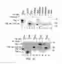 Fig. 79 - Methods To Identify Compounds Useful For The Treatment Of Proliferative And Differentiative Disorders