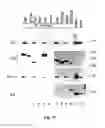Fig. 80 - Methods To Identify Compounds Useful For The Treatment Of Proliferative And Differentiative Disorders