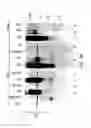 Fig. 81 - Methods To Identify Compounds Useful For The Treatment Of Proliferative And Differentiative Disorders