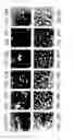 Fig. 82 - Methods To Identify Compounds Useful For The Treatment Of Proliferative And Differentiative Disorders