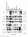 Fig. 83 - Methods To Identify Compounds Useful For The Treatment Of Proliferative And Differentiative Disorders