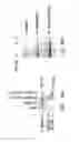 Fig. 86 - Methods To Identify Compounds Useful For The Treatment Of Proliferative And Differentiative Disorders