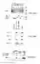 Fig. 87 - Methods To Identify Compounds Useful For The Treatment Of Proliferative And Differentiative Disorders