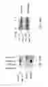 Fig. 91 - Methods To Identify Compounds Useful For The Treatment Of Proliferative And Differentiative Disorders