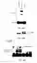 Fig. 95 - Methods To Identify Compounds Useful For The Treatment Of Proliferative And Differentiative Disorders