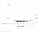 Fig. 97 - Methods To Identify Compounds Useful For The Treatment Of Proliferative And Differentiative Disorders