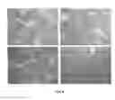 Fig. 06 - Method of detecting botulinum neurotoxin and antibodies that neutralize botulinum neurotoxin action