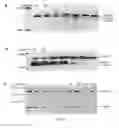 Fig. 07 - Method of detecting botulinum neurotoxin and antibodies that neutralize botulinum neurotoxin action