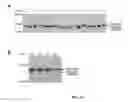 Fig. 08 - Method of detecting botulinum neurotoxin and antibodies that neutralize botulinum neurotoxin action