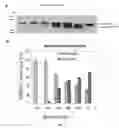 Fig. 09 - Method of detecting botulinum neurotoxin and antibodies that neutralize botulinum neurotoxin action