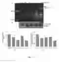 Fig. 15 - Method of detecting botulinum neurotoxin and antibodies that neutralize botulinum neurotoxin action