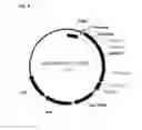 Fig. 06 - HUMAN HCV-INTERACTING PROTEINS AND METHODS OF USE