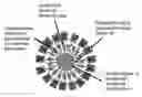 Fig. 01 - Glycoprotein vesicles and their methods of use