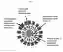 Fig. 60 - Glycoprotein vesicles and their methods of use