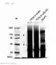 Fig. 07 - Method for isolating specific genomic regions