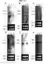 Fig. 25 - Annealing control primer and its uses