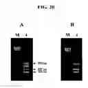 Fig. 32 - Annealing control primer and its uses