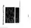 Fig. 07 - METHODS OF ENZYMATIC DISCRIMINATION ENHANCEMENT AND SURFACE-BOUND DOUBLE-STRANDED DNA