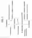 Fig. 06 - Polypeptides and biosynthetic pathways for the production of stereoisomers of monatin and their precursors