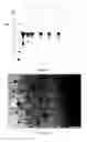 Fig. 14 - METHOD OF PREPARATION OF A BIOLOGICAL PARTICULATE STRUCTURE