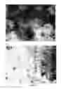 Fig. 16 - METHOD OF PREPARATION OF A BIOLOGICAL PARTICULATE STRUCTURE