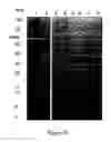 Fig. 19 - METHOD OF PREPARATION OF A BIOLOGICAL PARTICULATE STRUCTURE