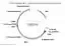 Fig. 01 - Compositions and methods for improved isoprene production using two types of ISPG enzymes