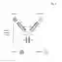 Fig. 03 - BIVALENT, BISPECIFIC ANTIBODIES