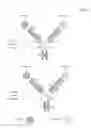 Fig. 04 - BIVALENT, BISPECIFIC ANTIBODIES