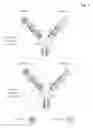 Fig. 05 - BIVALENT, BISPECIFIC ANTIBODIES