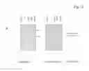 Fig. 10 - BIVALENT, BISPECIFIC ANTIBODIES