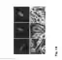 Fig. 17 - Productivity augmenting protein factor, novel cell lines and uses thereof