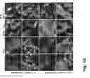 Fig. 19 - Productivity augmenting protein factor, novel cell lines and uses thereof