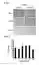 Fig. 02 - COMPOSITION FOR CULTURING PLURIPOTENT STEM CELLS AND USE THEREOF
