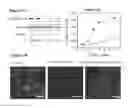 Fig. 02 - COMPOSITIONS FOR SILENCING THE EXPRESSION OF VDAC1 AND USES THEREOF
