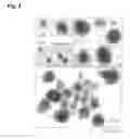 Fig. 03 - CANCER TISSUE-DERIVED CELL MASS AND A PROCESS FOR PREPARING SAME