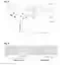 Fig. 04 - CANCER TISSUE-DERIVED CELL MASS AND A PROCESS FOR PREPARING SAME