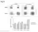 Fig. 07 - CANCER TISSUE-DERIVED CELL MASS AND A PROCESS FOR PREPARING SAME