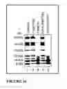 Fig. 14 - Smart hydrogel particles for biomarker harvesting