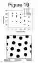 Fig. 17 - Smart hydrogel particles for biomarker harvesting