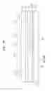 Fig. 26 - Method of manufacturing a printable composition of a liquid or gel suspension of diodes
