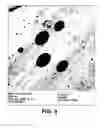 Fig. 04 - Modified Polylactic Acid Fibers