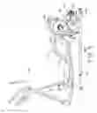 Fig. 06 - Elliptical trainer having two crank assemblies
