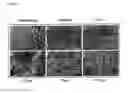 Fig. 02 - Method and Assay for Glycosylation Pattern Detection Related to Cell State