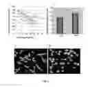 Fig. 02 - METHOD FOR IDENTIFYING SENESCENT MESENCHYMAL STEM CELLS