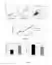 Fig. 08 - METHOD FOR IDENTIFYING SENESCENT MESENCHYMAL STEM CELLS
